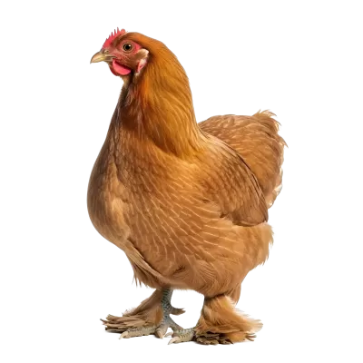 Imagen PNG para descargar